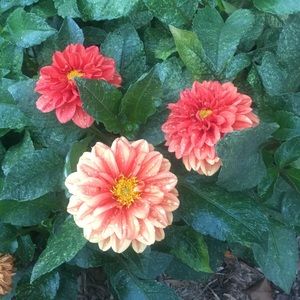 Meet your Posher, Semina